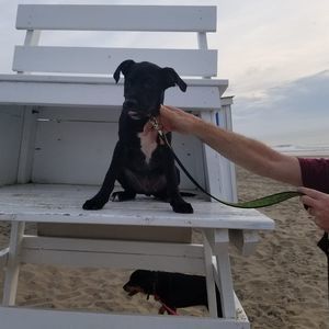 Meet your Posher, Dawn